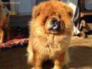 Chow Chow Puppy for sale in Hodgenville, KY, USA