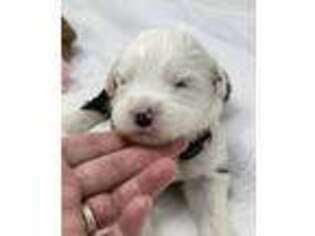 Old English Sheepdog Puppy for sale in Climax, NC, USA