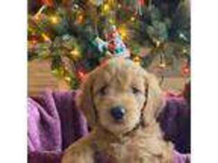 Goldendoodle Puppy for sale in Nokomis, FL, USA