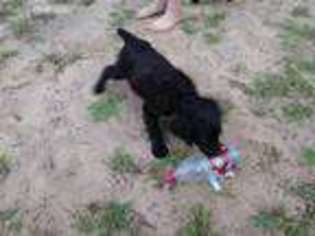 Boykin Spaniel Puppy for sale in Union Springs, AL, USA