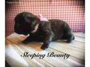 Pug Puppy for sale in Lexington, KY, USA