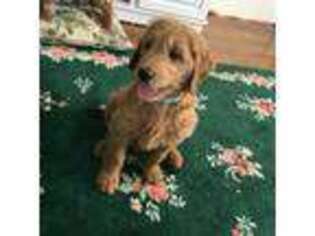Goldendoodle Puppy for sale in Crandall, IN, USA