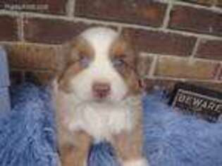 Miniature Australian Shepherd Puppy for sale in Lucasville, OH, USA