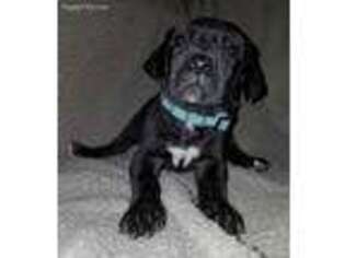 Great Dane Puppy for sale in Hammond, LA, USA
