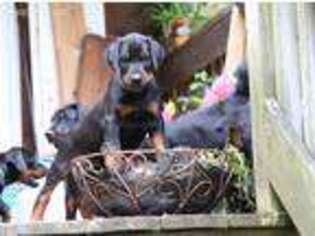Doberman Pinscher Puppy for sale in Boone, NC, USA
