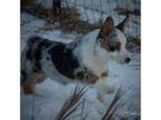 Cardigan Welsh Corgi Puppy for sale in Roundup, MT, USA