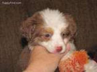Miniature Australian Shepherd Puppy for sale in Wirtz, VA, USA