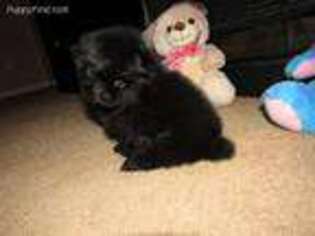 Pomeranian Puppy for sale in Leland, NC, USA