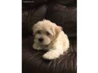 Havanese Puppy for sale in Westminster, SC, USA