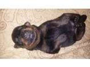 Rottweiler Puppy for sale in Euless, TX, USA