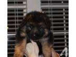 German Shepherd Dog Puppy for sale in ELGIN, IL, USA