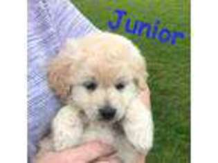 Goldendoodle Puppy for sale in Loganton, PA, USA