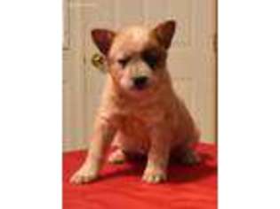 Australian Cattle Dog Puppy for sale in North Vernon, IN, USA