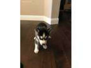 Siberian Husky Puppy for sale in Little Elm, TX, USA