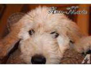 Goldendoodle Puppy for sale in GRAHAM, WA, USA