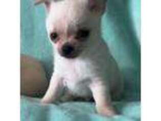 Chihuahua Puppy for sale in Plaistow, NH, USA