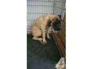 Mastiff Puppy for sale in VIRGINIA BEACH, VA, USA