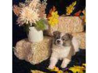 Pomeranian Puppy for sale in Hixton, WI, USA