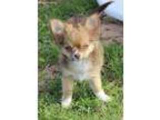 Chihuahua Puppy for sale in Clarence, LA, USA