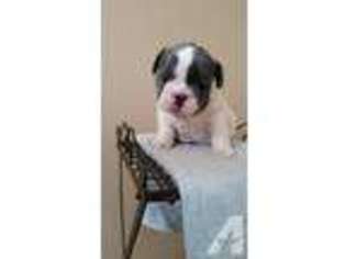 French Bulldog Puppy for sale in CALEDONIA, MI, USA