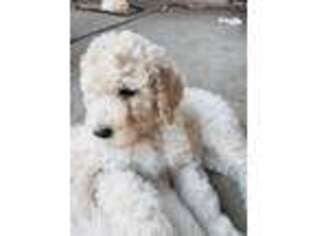 Goldendoodle Puppy for sale in Modesto, CA, USA