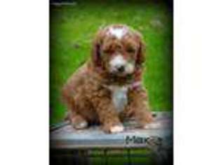 Labradoodle Puppy for sale in Squaw Valley, CA, USA