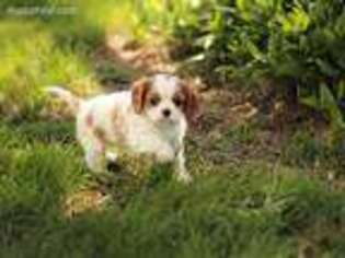 Cavalier King Charles Spaniel Puppy for sale in West Bend, IA, USA