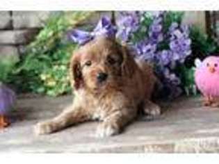 Cavapoo Puppy for sale in Binghamton, NY, USA