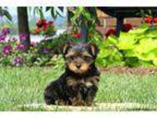 Yorkshire Terrier Puppy for sale in Coatesville, PA, USA
