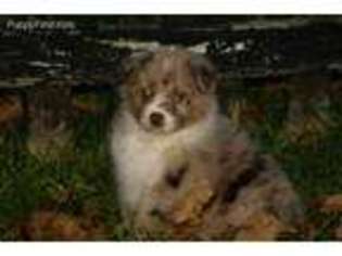 Australian Shepherd Puppy for sale in Warsaw, OH, USA