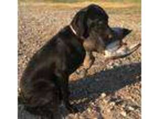 Labrador Retriever Puppy for sale in Ganado, TX, USA