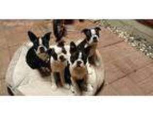 Boston Terrier Puppy for sale in Pleasant Plains, AR, USA