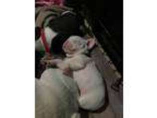 French Bulldog Puppy for sale in Monroe, MI, USA