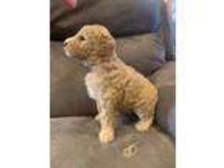 Goldendoodle Puppy for sale in New Vienna, OH, USA