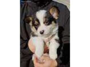 Pembroke Welsh Corgi Puppy for sale in Roy, WA, USA