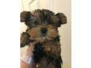 Yorkshire Terrier Puppy for sale in Opelousas, LA, USA