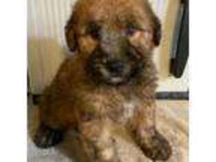 Soft Coated Wheaten Terrier Puppy for sale in Riverhead, NY, USA