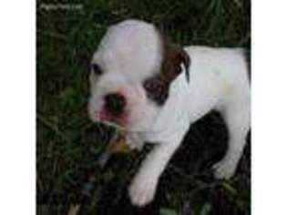 Boston Terrier Puppy for sale in Tooele, UT, USA