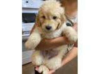 Newfoundland Puppy for sale in Sheridan, WY, USA