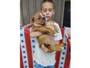 Olde English Bulldogge Puppy for sale in Brighton, MI, USA