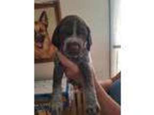 German Shorthaired Pointer Puppy for sale in Jim Thorpe, PA, USA