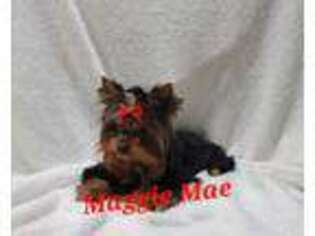 Yorkshire Terrier Puppy for sale in Camdenton, MO, USA