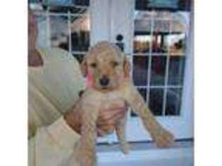 Goldendoodle Puppy for sale in Lake City, SC, USA
