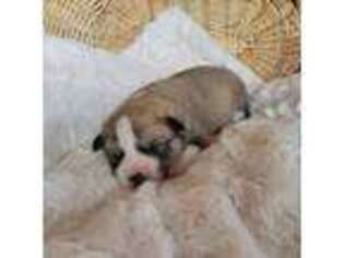 Mutt Puppy for sale in Sumner, MI, USA