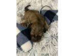 Dachshund Puppy for sale in Wilsonville, AL, USA