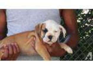 Olde English Bulldogge Puppy for sale in ROANOKE, VA, USA