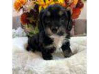 Cavapoo Puppy for sale in Windsor, CA, USA