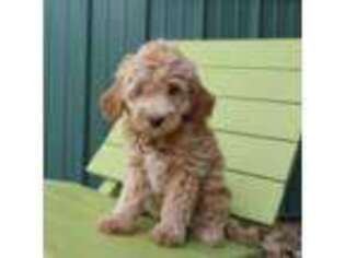 Goldendoodle Puppy for sale in Rock Valley, IA, USA