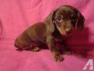 Dachshund Puppy for sale in FRONT ROYAL, VA, USA