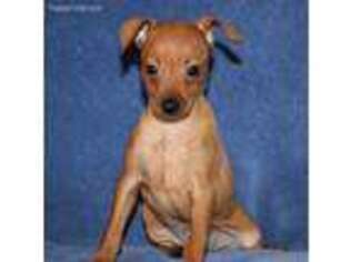 Miniature Pinscher Puppy for sale in Baltic, OH, USA